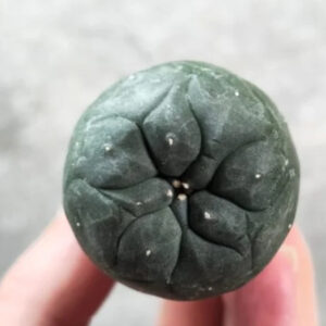 lophophora williamsii seeds